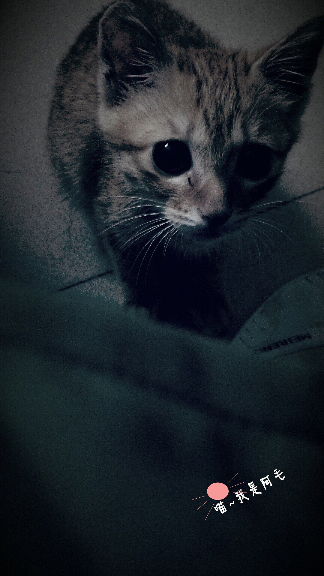 有一只很傲娇的猫