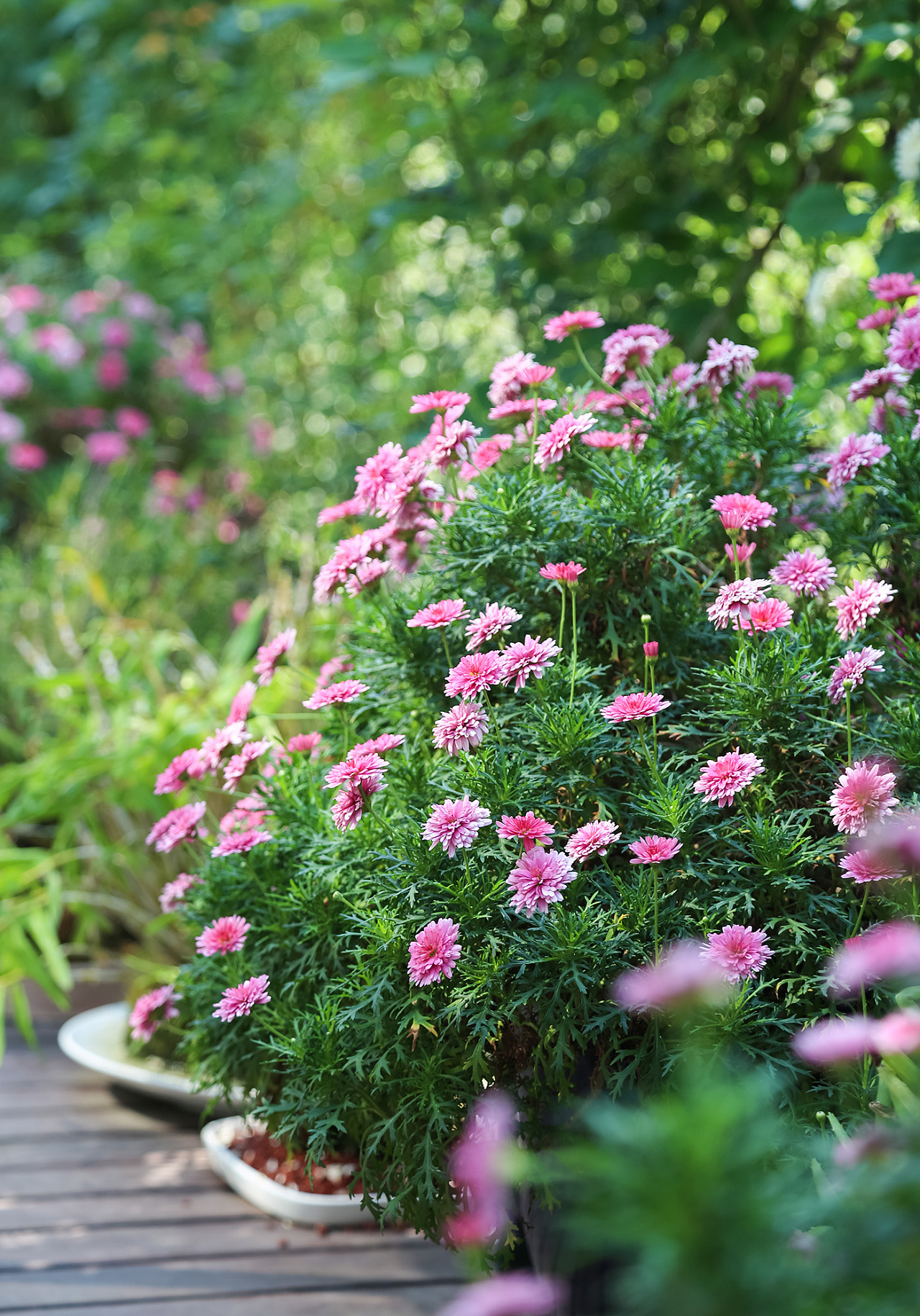 花至花园里的小美好