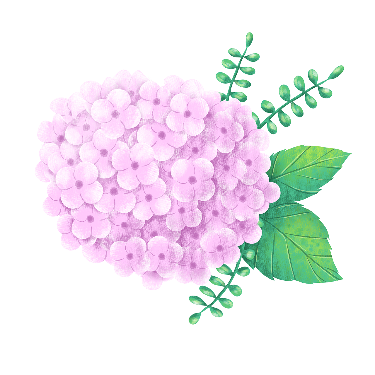 水彩效果绣球花