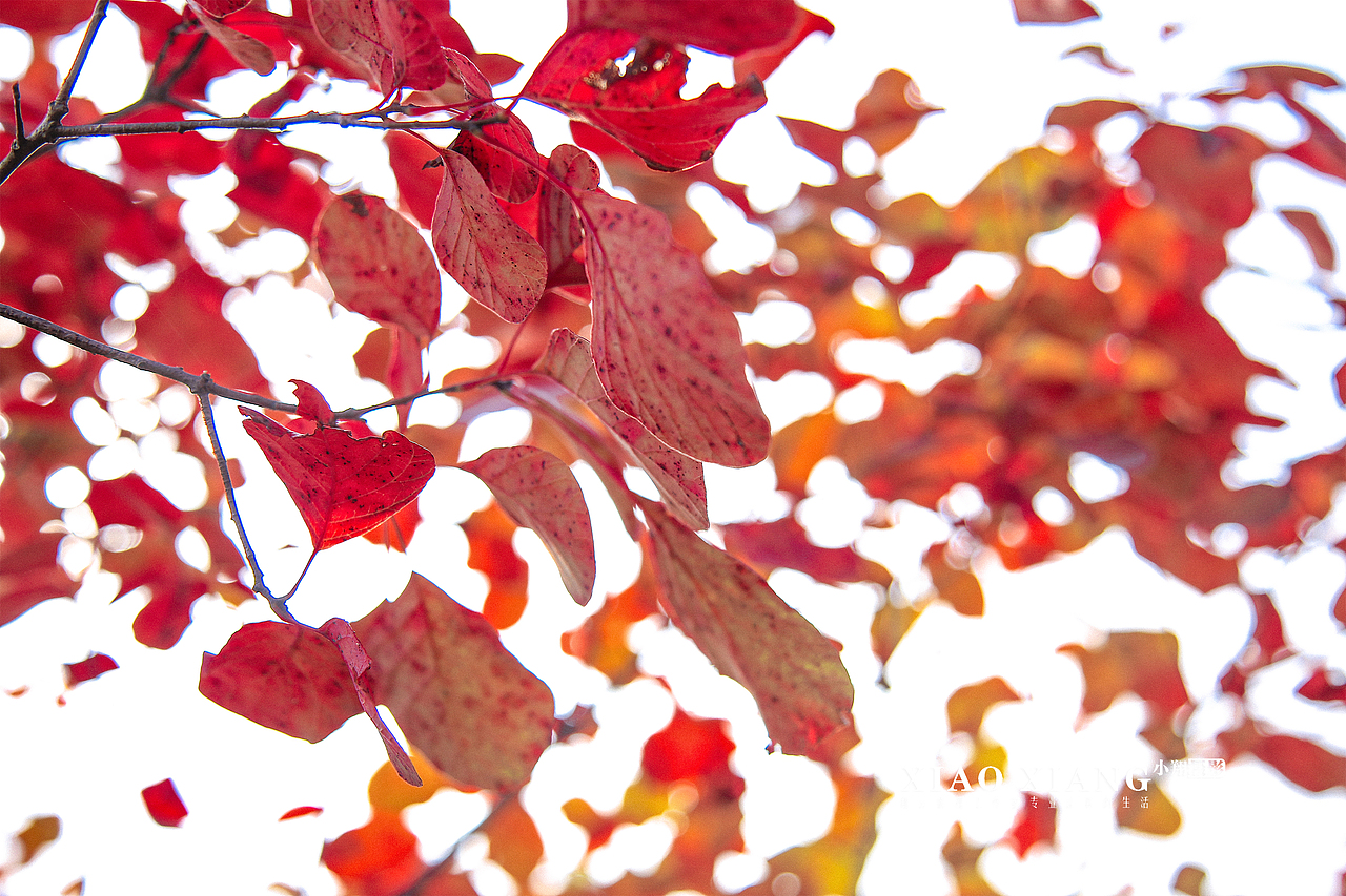 蔡节红叶（图ZOTM5OTM5MTI=） - 风光摄影 - 站酷设计师lixiangpeng1122原创素材 - 站酷ZCOOL