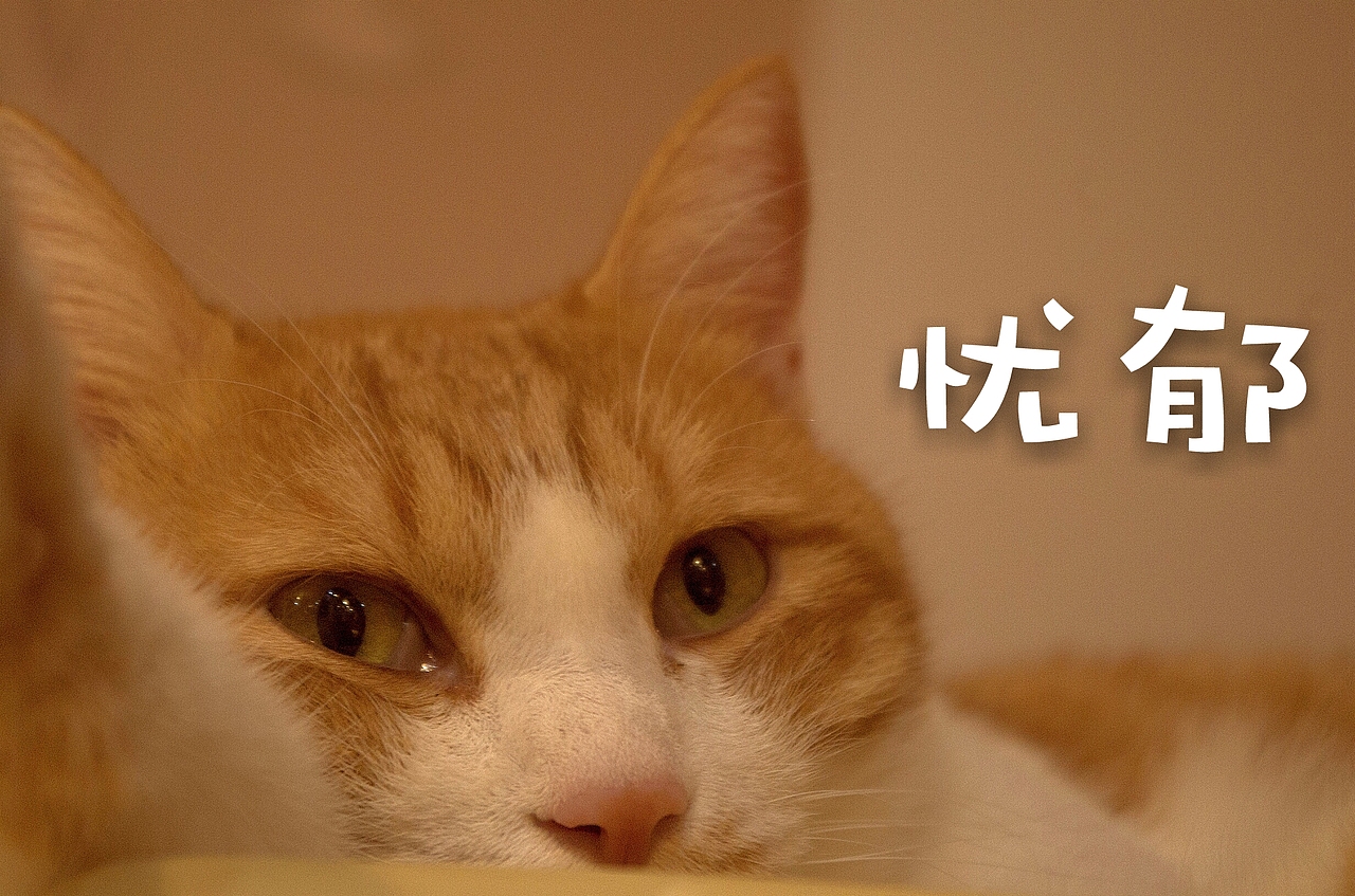 拍了一组萌宠表情包哈哈