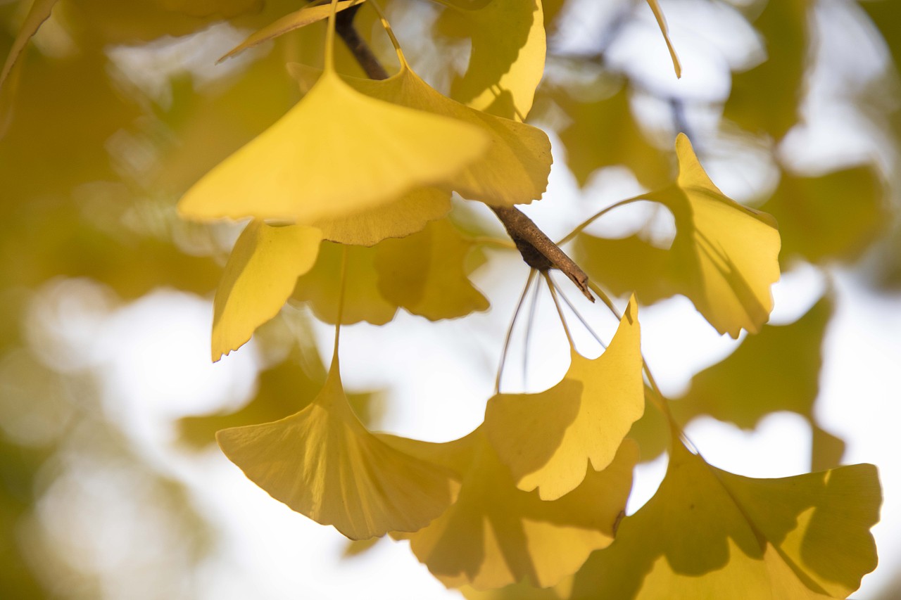 秋银杏叶
