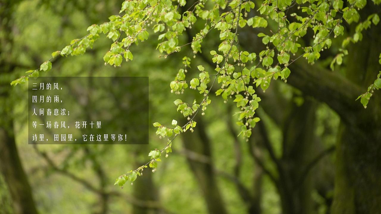 2021文旅项目春季(诗里田园春游记主题)活.