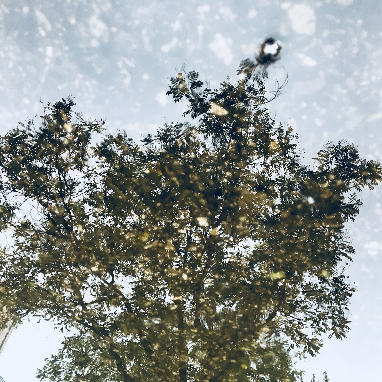 雨中（图ZMTI0ODI1OTE2） - 风光摄影 - 站酷设计师仰天大笑出门去3原创素材 - 站酷ZCOOL