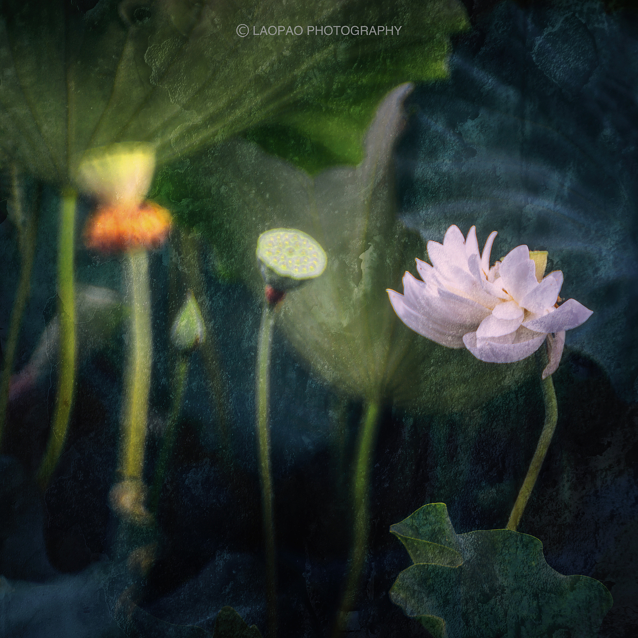 荷花，2019（图ZMTYyMzk3Nzky） - 风光摄影 - 站酷设计师老炮叔叔原创素材 - 站酷ZCOOL