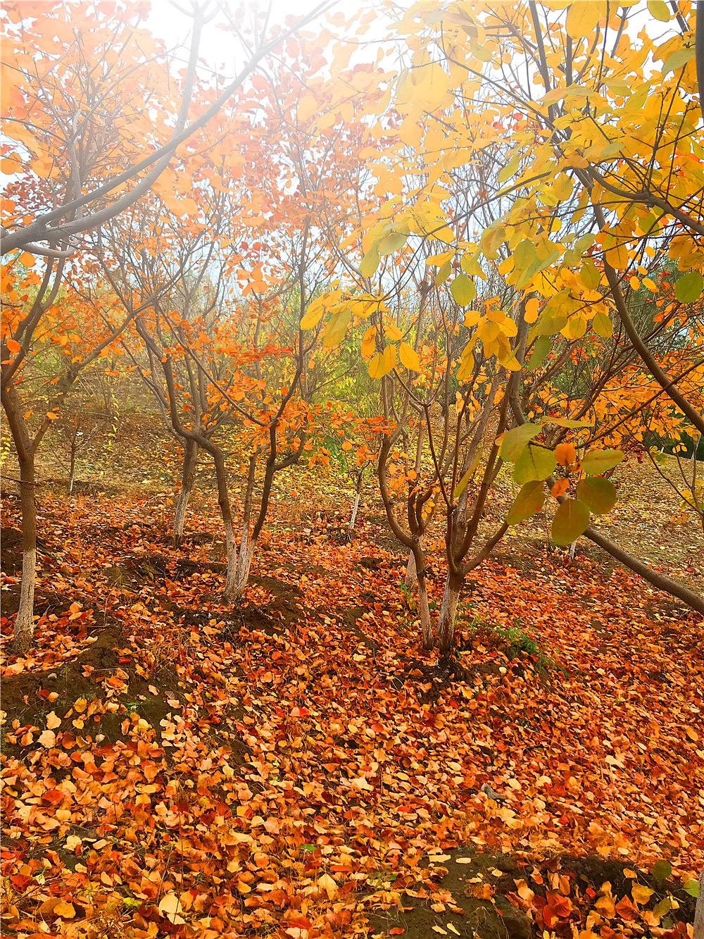 刘勇良手机纪实摄影:落叶归根