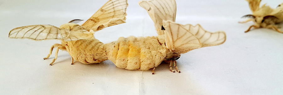 养的蚕宝宝破茧成小飞蛾了,抓拍到他们这个可爱的小瞬间,可惜他们很快