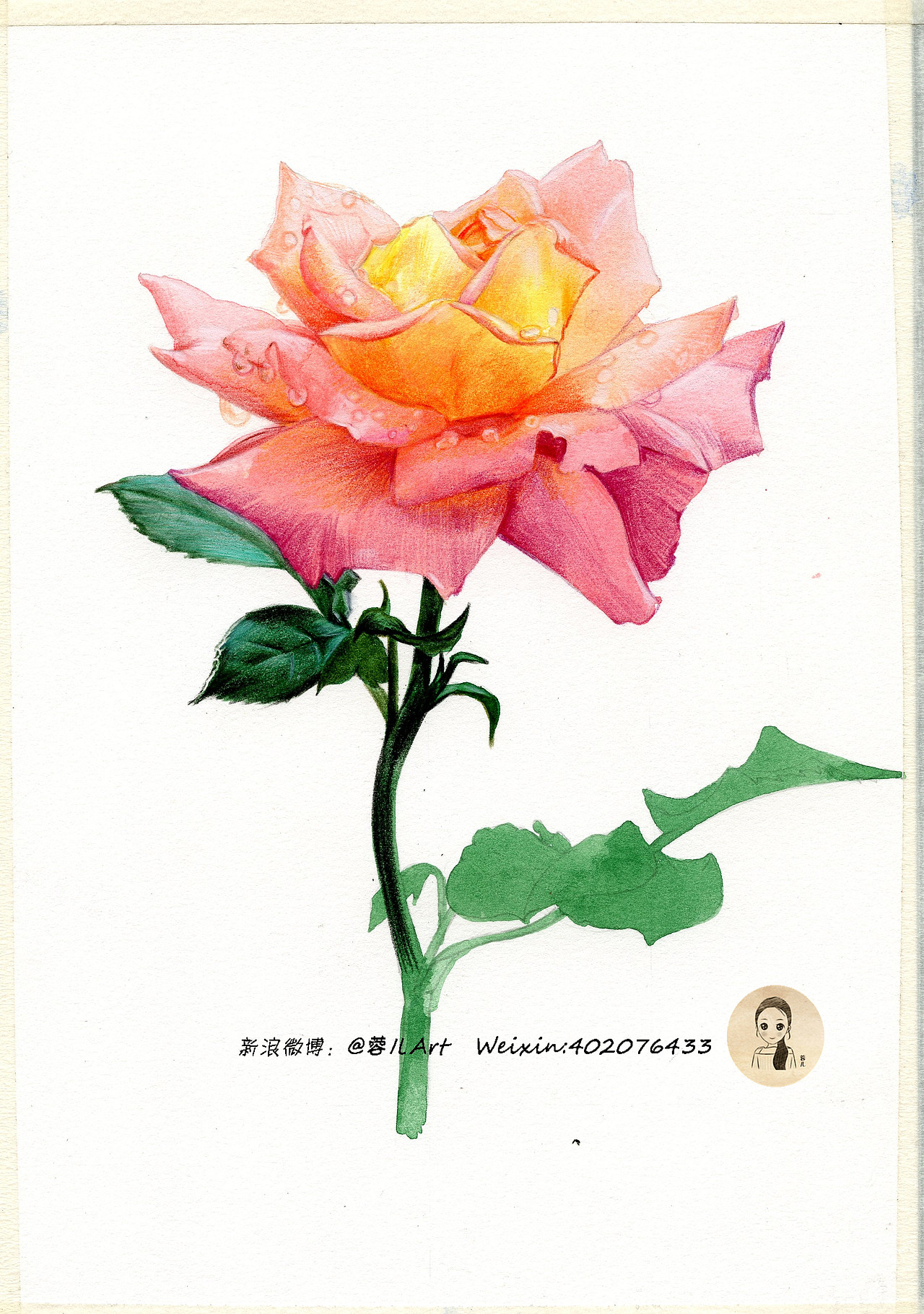 【香水月季】水溶彩铅画