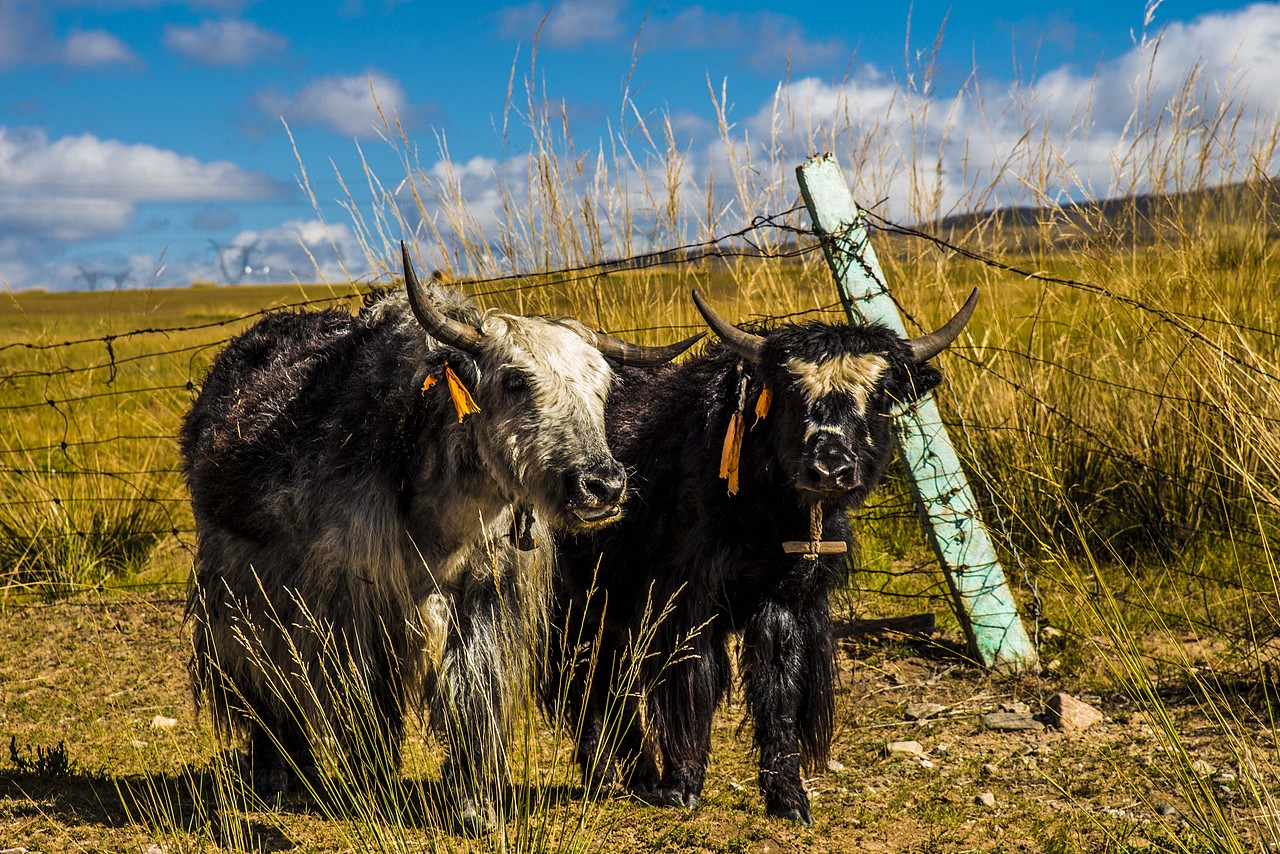 在路上——内蒙古之行