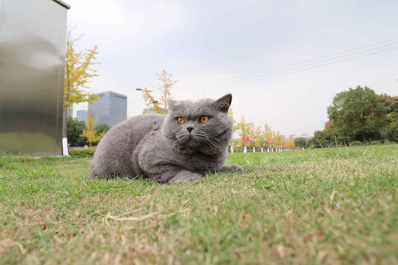 沐米猫舍 纯蓝色-英国短毛猫-高清照片