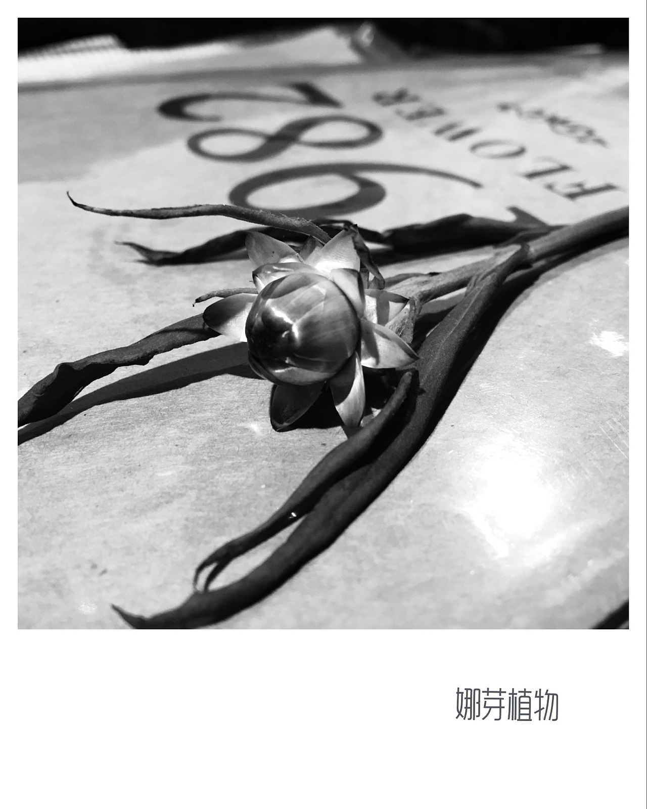 植-美（图ZNDk2OTQ2NjQ=） - 产品摄影 - 站酷设计师植無空间绿化设计原创素材 - 站酷ZCOOL