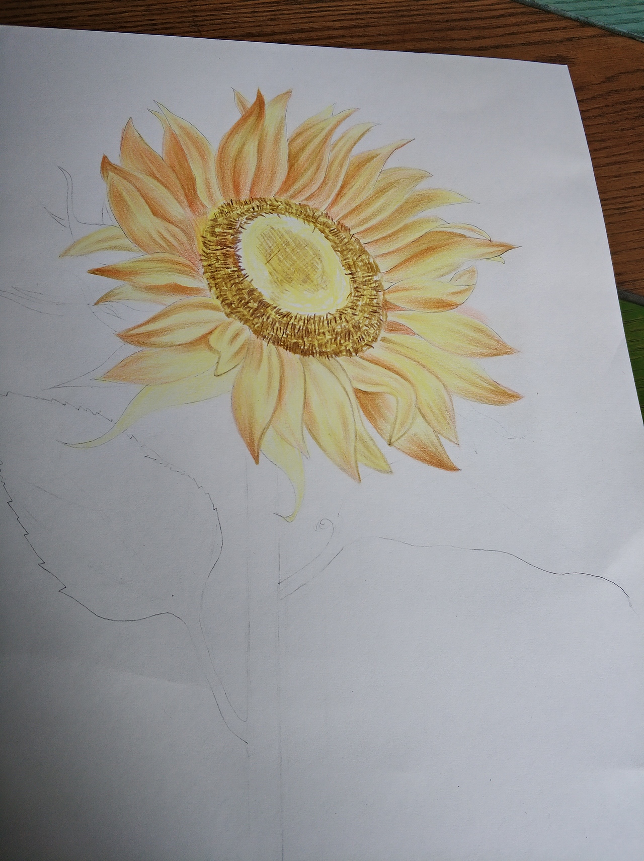向日葵彩铅临摹练习