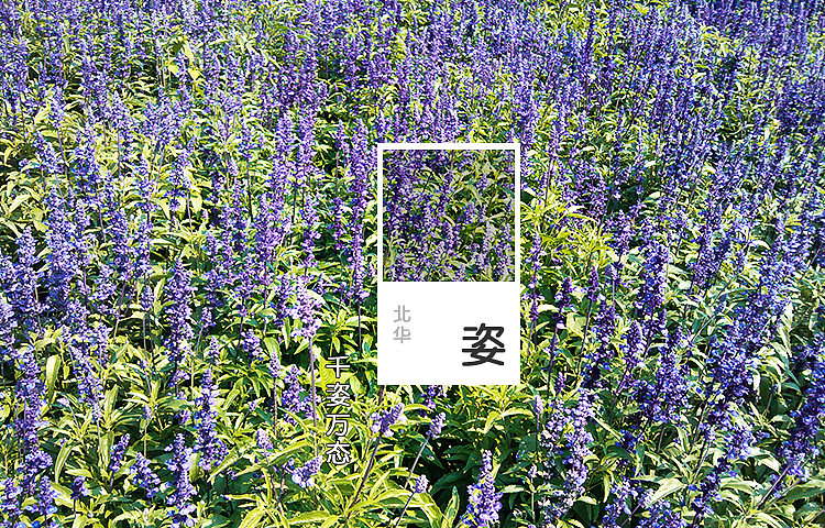 回忆·朝阳·风雪·花杨，品味休逸无穷（图ZODk4OTc5NTI=） - 其他摄影 - 站酷设计师afu1988原创素材 - 站酷ZCOOL