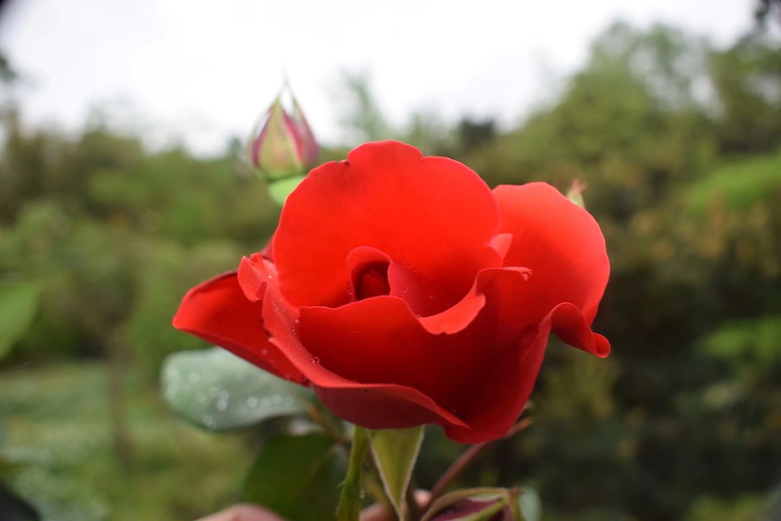 玫瑰摄影（图ZMjIxMzg1Mjcy） - 其他摄影 - 站酷设计师一山花月原创素材 - 站酷ZCOOL