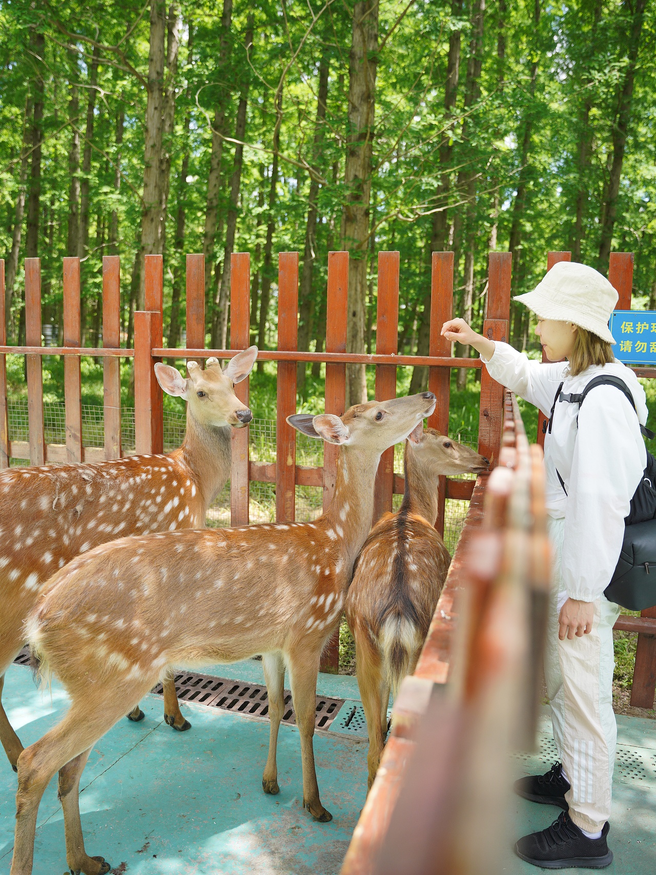 上海｜走，撸梅花鹿去（图ZMzY5ODMzOTUy） - 人文/纪实摄影 - 站酷设计师哲哲呆不住原创素材 - 站酷ZCOOL