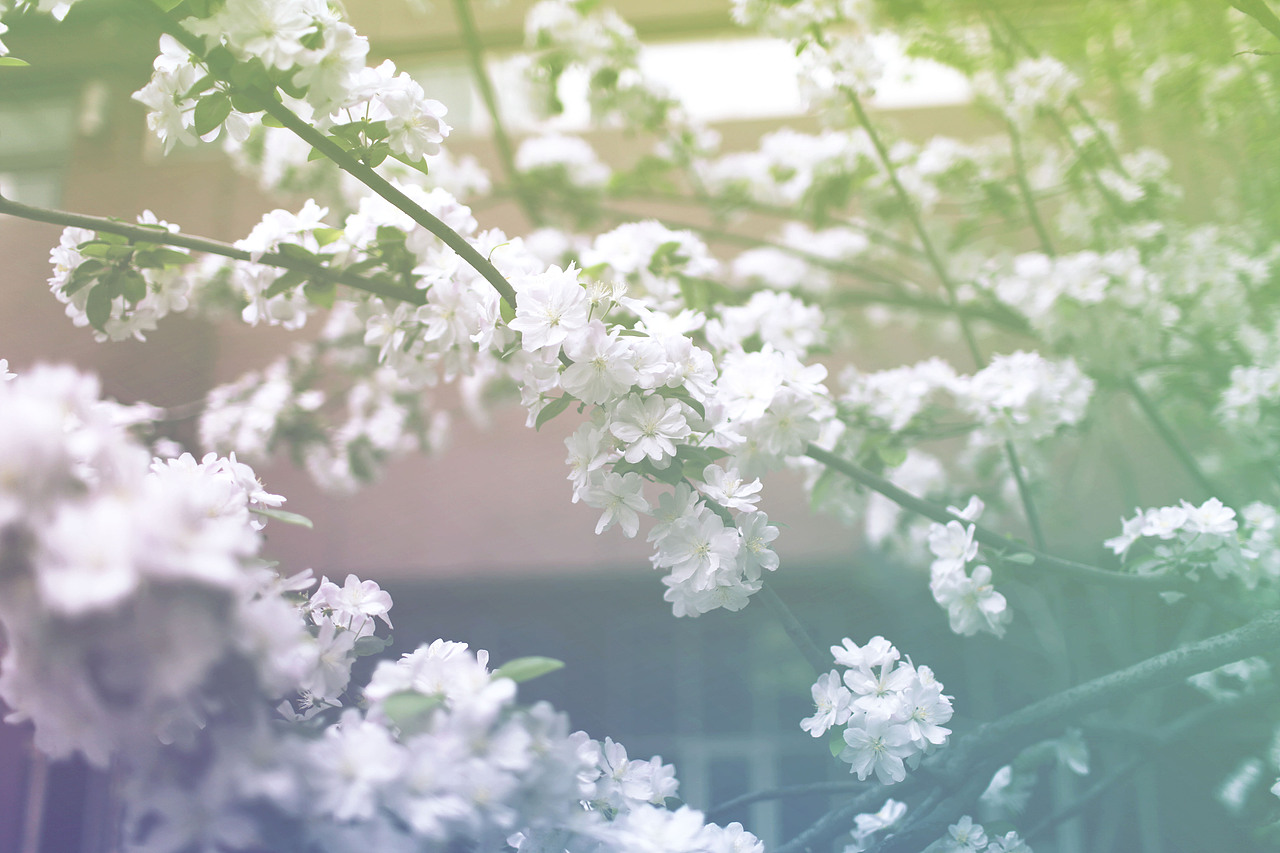 此时此刻,到境外寻找春的气息、寻找花的语言、沉醉在春花绚烂的色彩下...