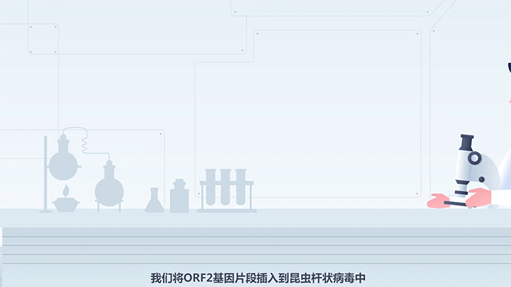 MG科普动画—国药集团—猪圆环病毒疫苗—悸动文化