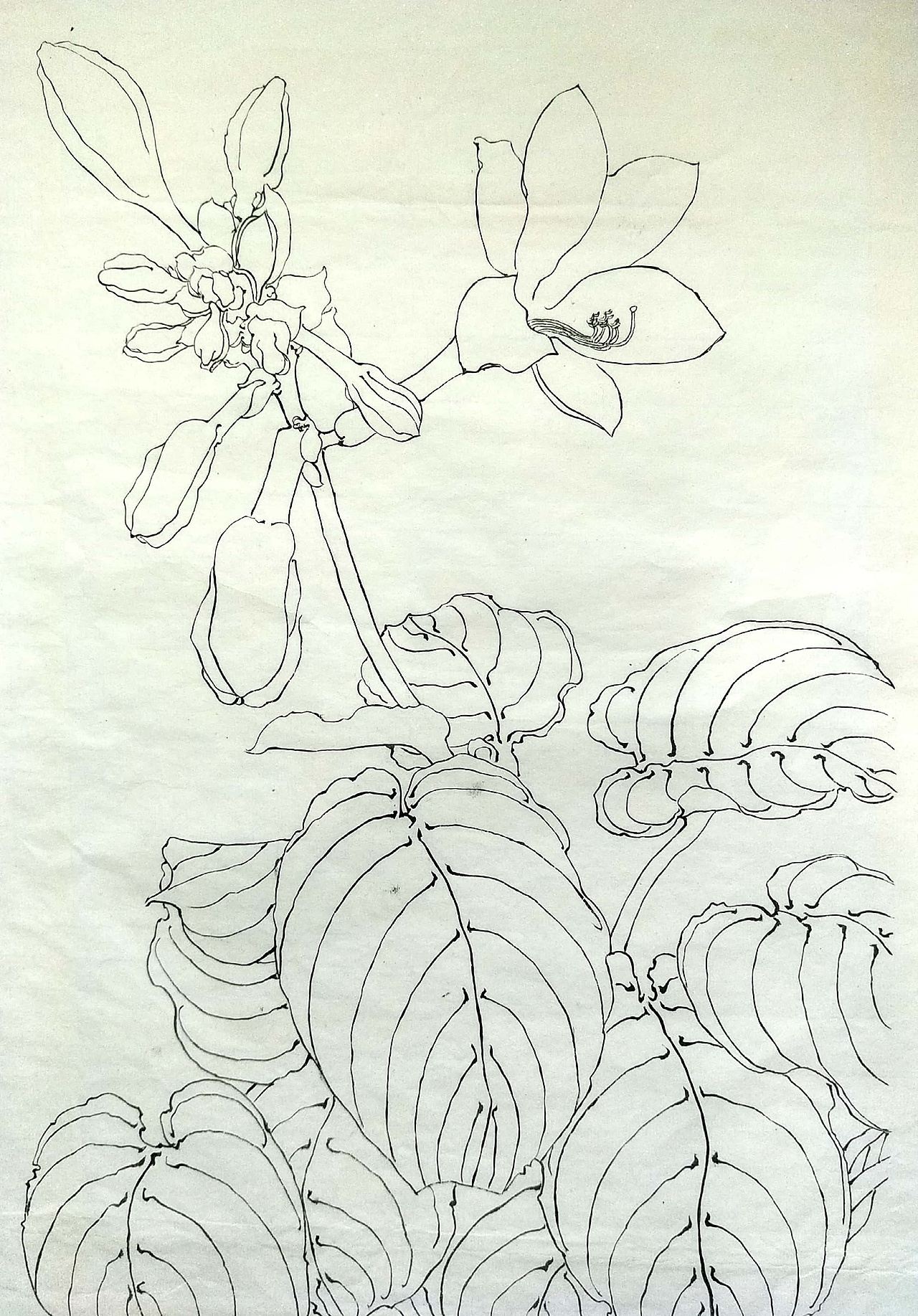 线描植物|纯艺术|绘画|初七七逢考必过_原创作品-站酷zcool