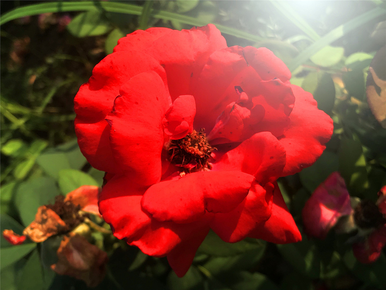 刘勇良手机纪实摄影:七夕节的芬芳