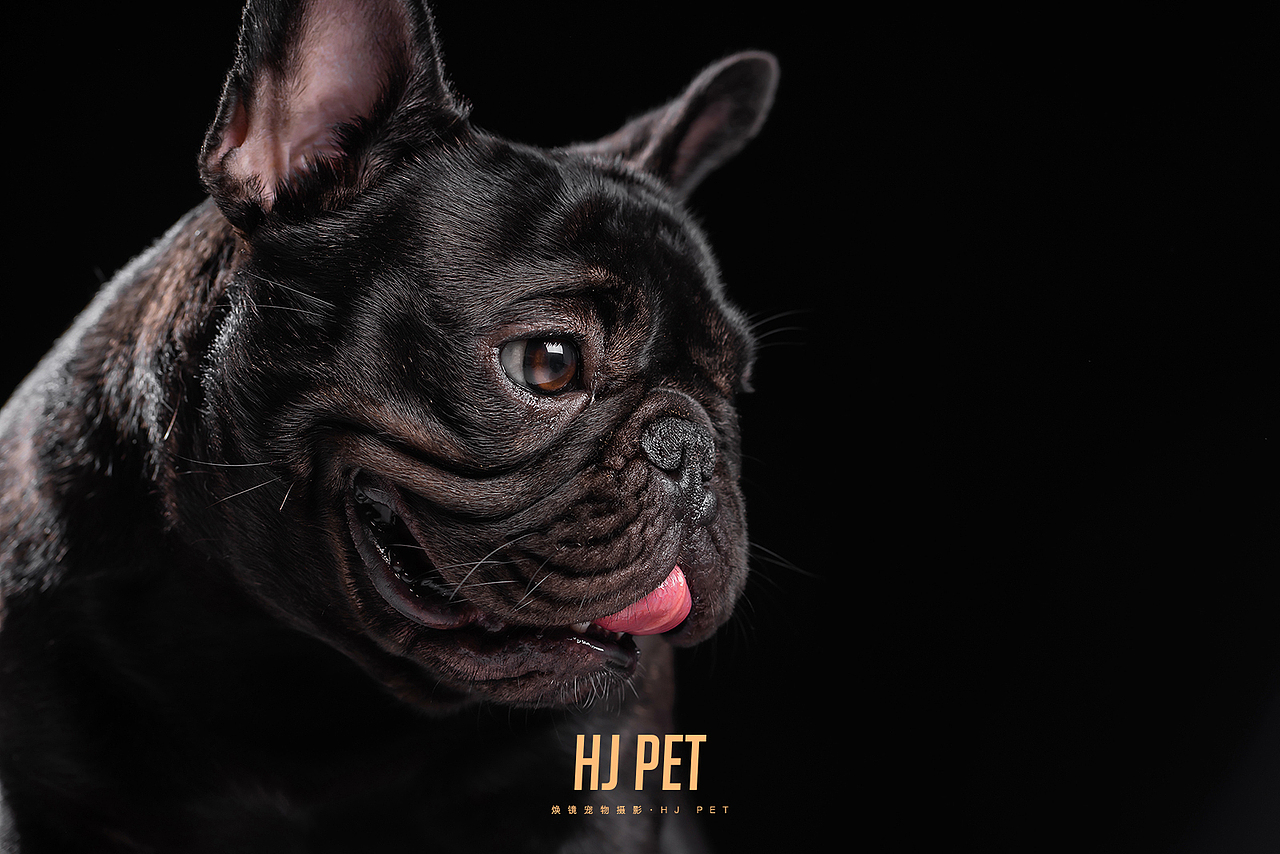 HJ PET | 萌宠纯黑背景肖像照