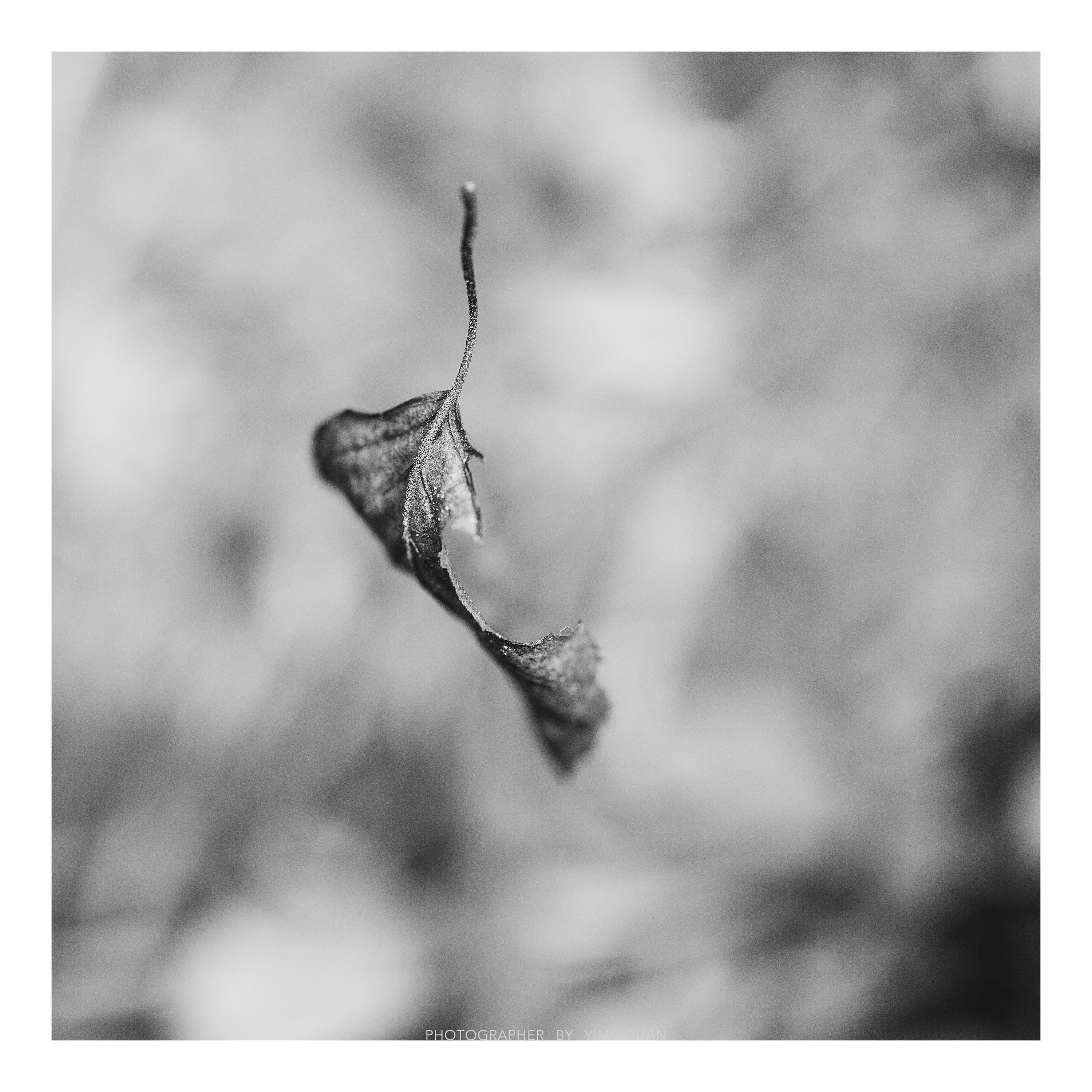 一花一世界~一树一枯荣