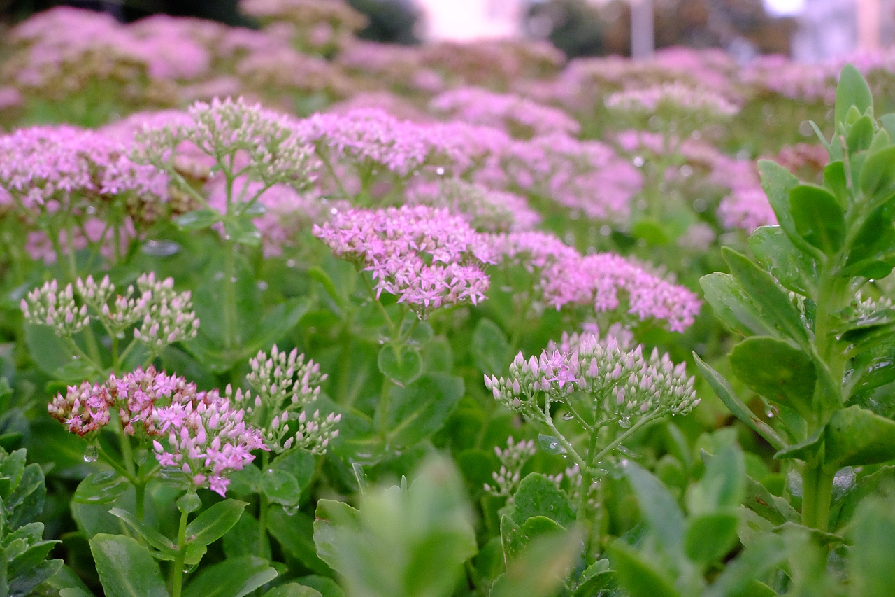 身为小白的混乱(二)