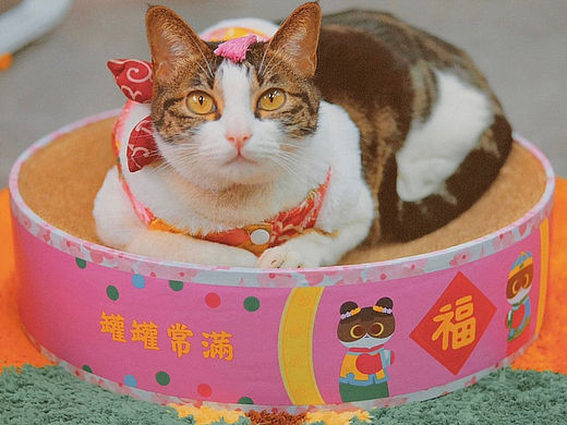 (限定)肥貓抓盤子➿（个人主页-ZNjM5NzQxNjA=） - IP形象 - 站酷设计师皮皮0w0原创素材 - 站酷ZCOOL