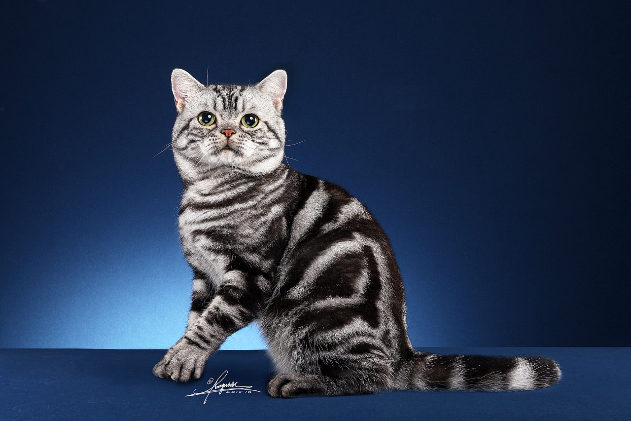 请问这种灰色，带条纹的猫，是什么品种？就是一般的草猫吗？_百度知道