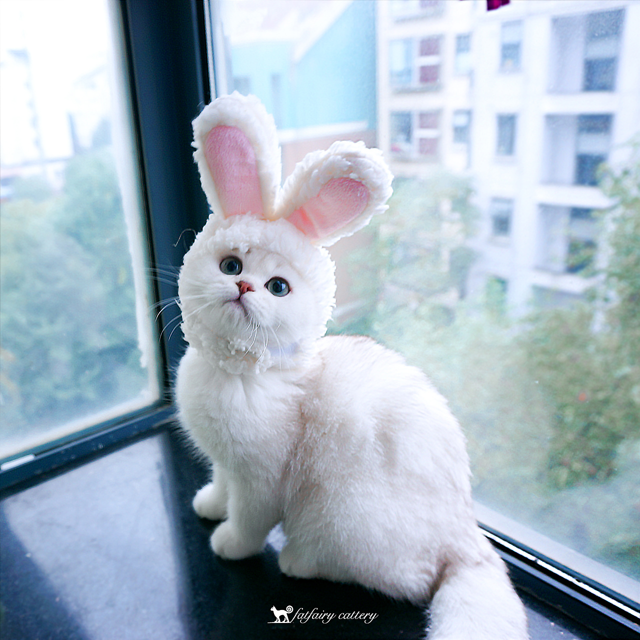 英短银渐层萌新兔耳朵panda西原创作品1