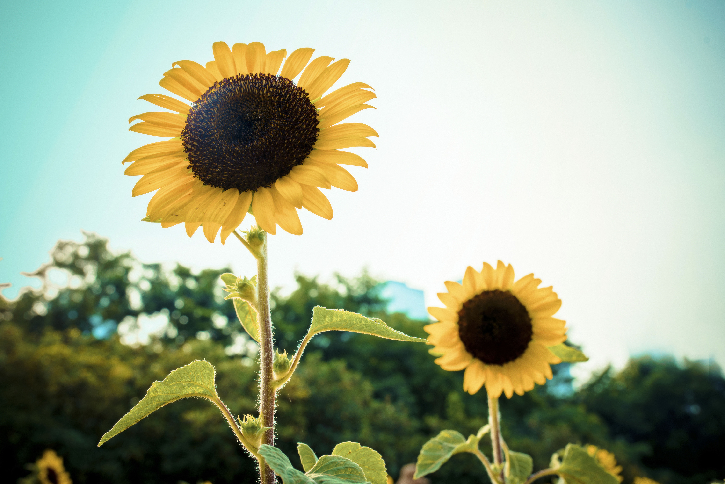 30会展中心向日葵