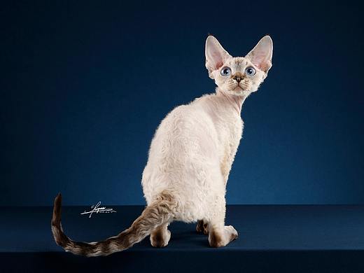 德文卷毛猫