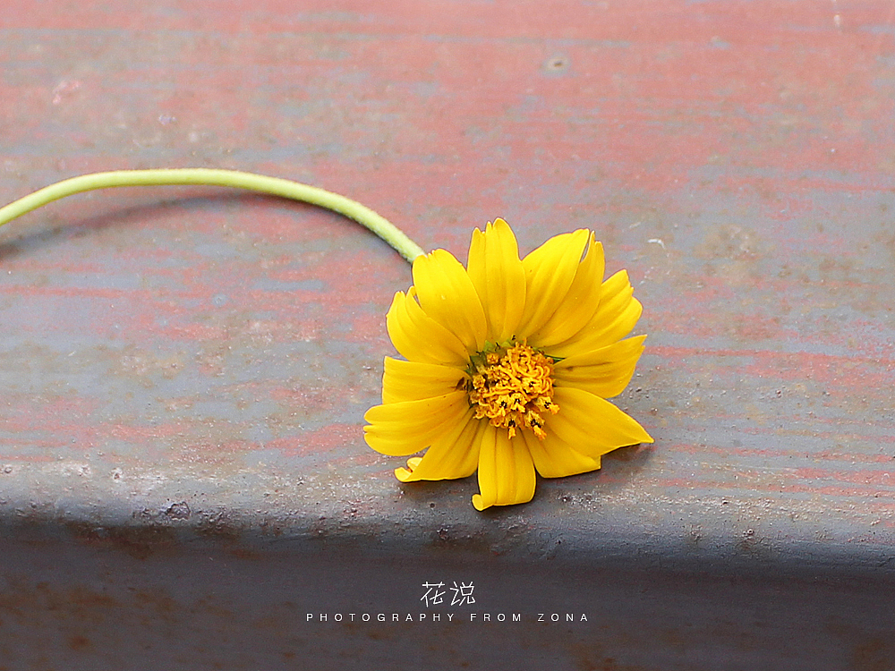 花说（图ZMjIyMDgzMzI=） - 风光摄影 - 站酷设计师设计师芄子原创素材 - 站酷ZCOOL