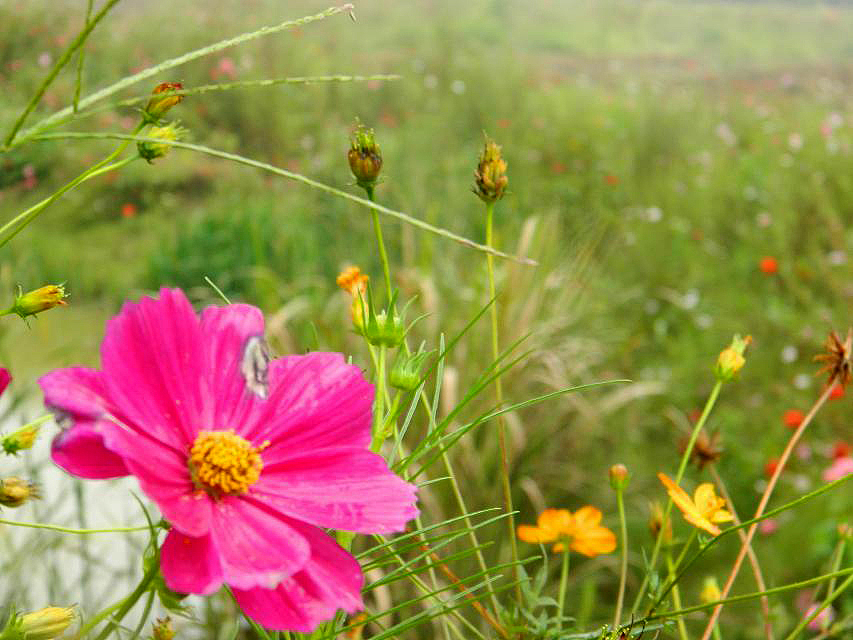 秋季国际慢城乡野风情（图ZMTk1MzAwMDA=） - 风光摄影 - 站酷设计师zhangping_3636原创素材 - 站酷ZCOOL
