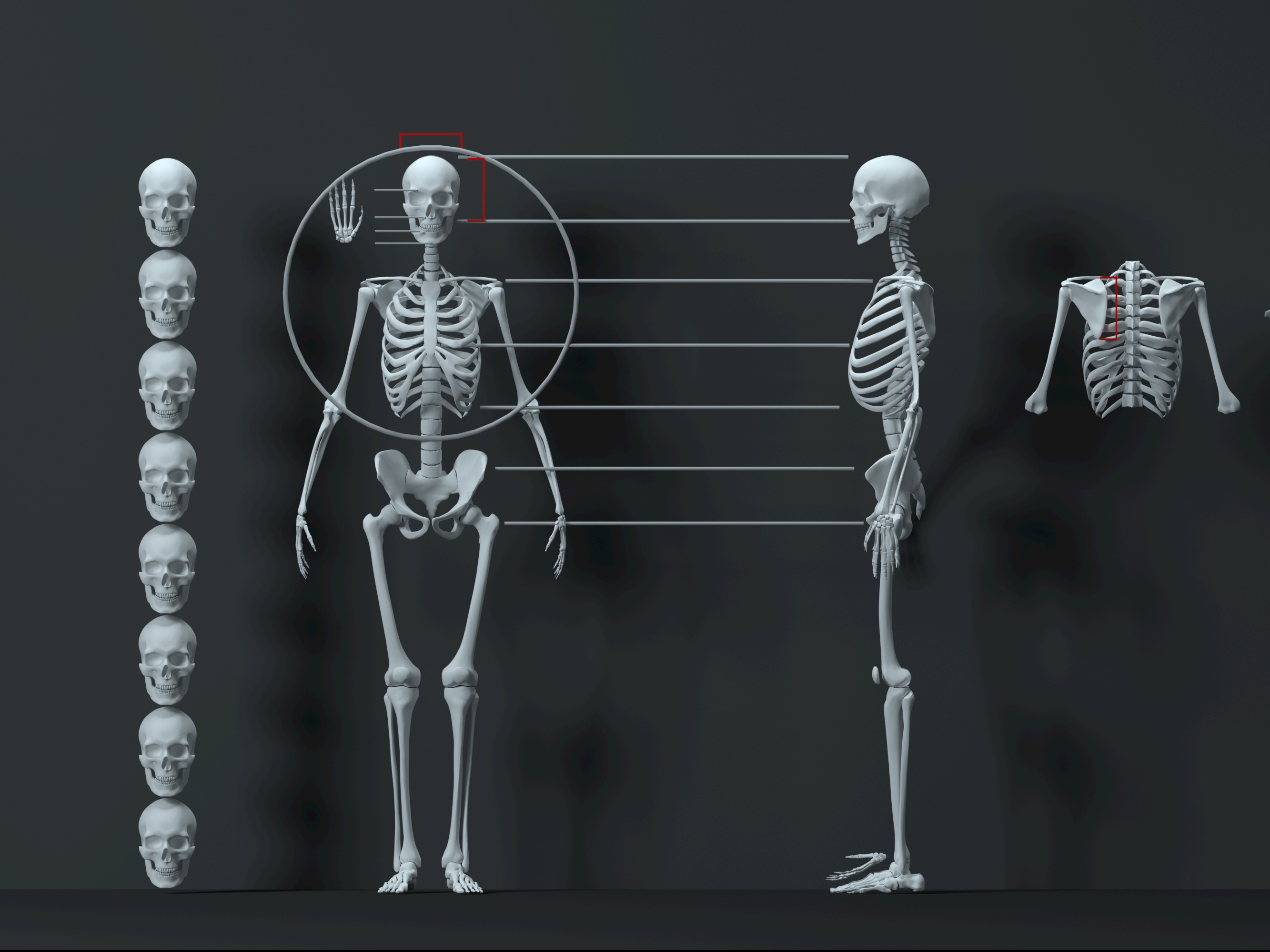 真正的人类女性骨架姿势 1053D模型 - TurboSquid 1827513