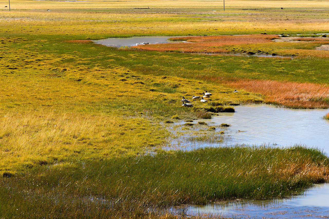 班公错湿地