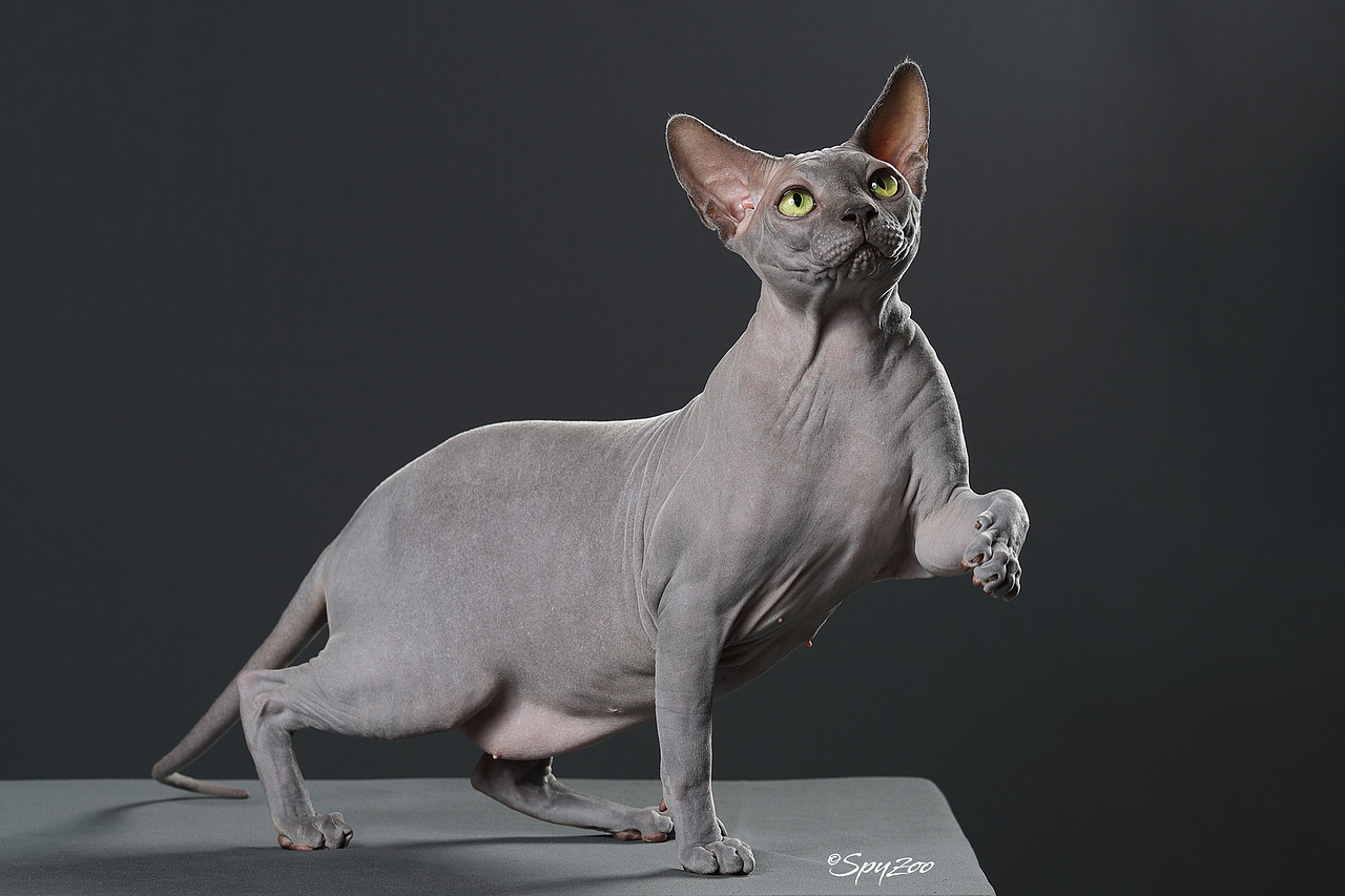 SPYZOO猫赛猫照片之「斯芬克斯无毛猫」