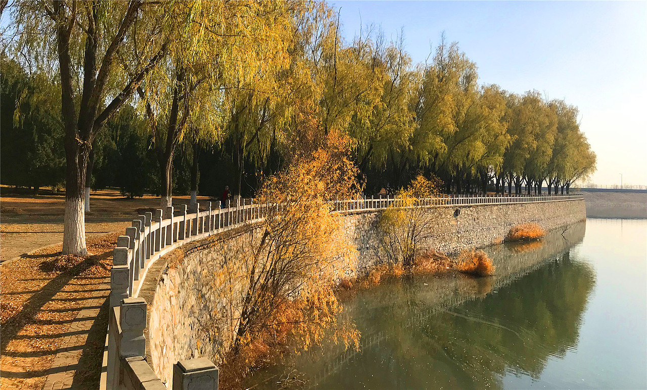 刘勇良手机纪实摄影:金色的垂杨柳