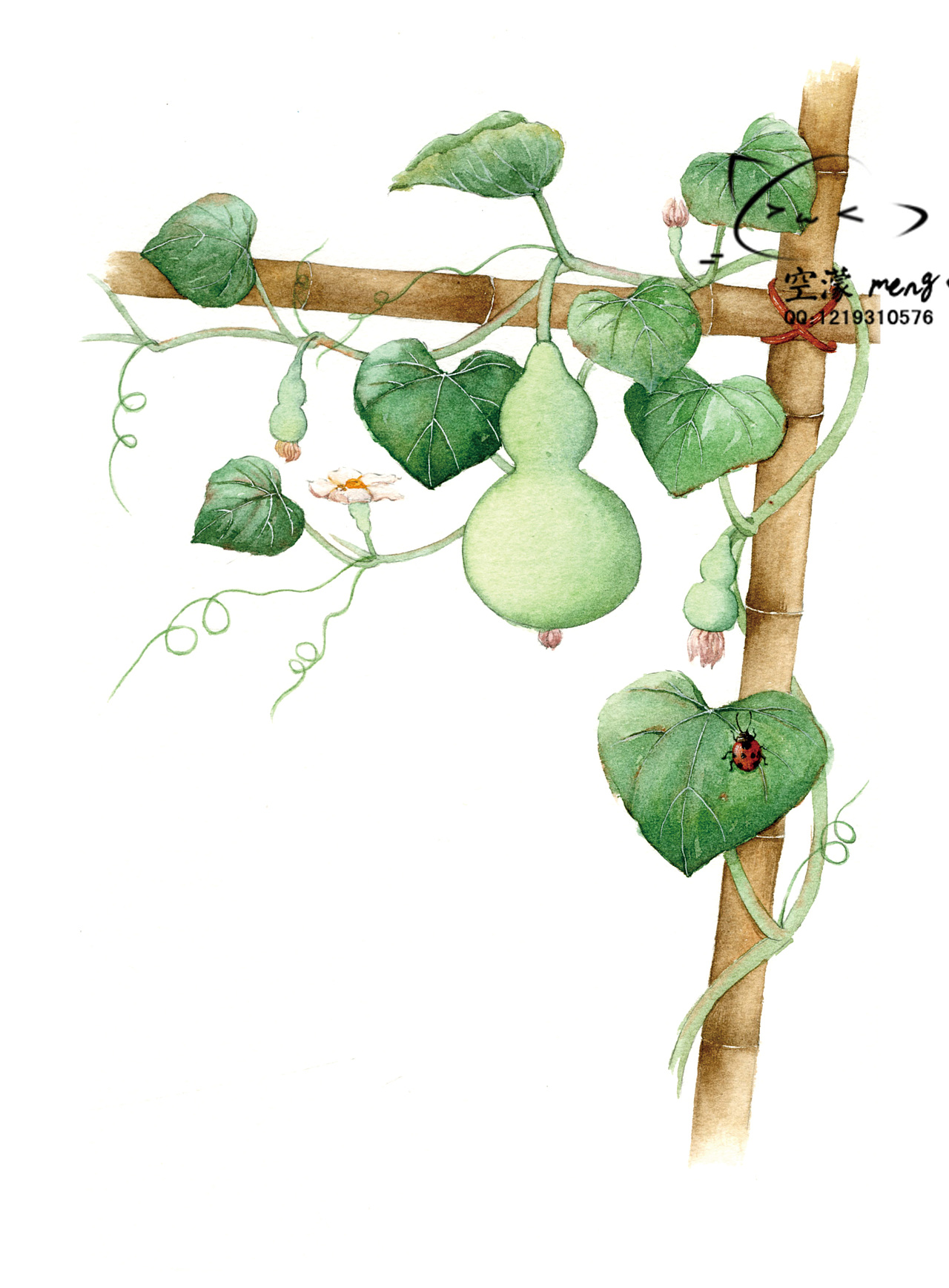 儿童插画 手绘 水彩 葫芦 瓠瓜