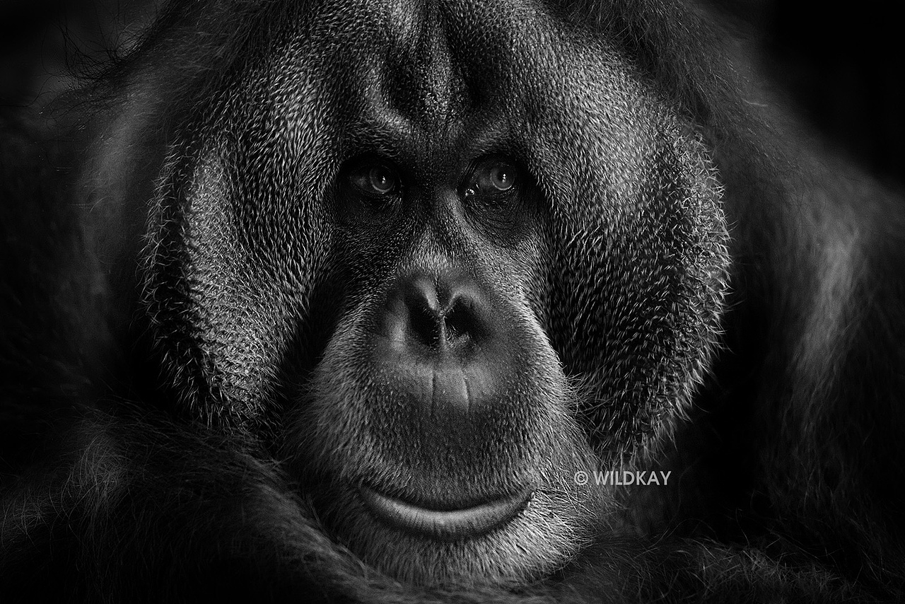 纯影调动物黑白摄影（图ZMjIwOTI1ODQ=） - 宠物摄影 - 站酷设计师WildKay原创素材 - 站酷ZCOOL