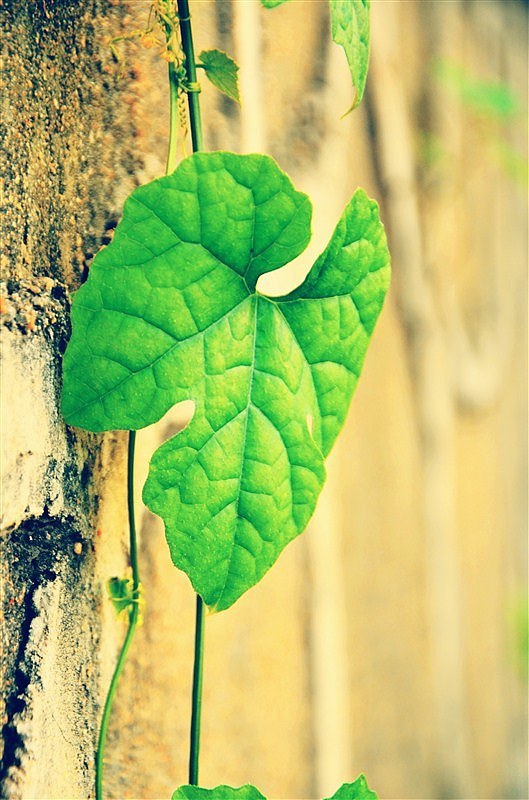 小清新静物摄影作品