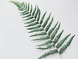 微光世界（二）