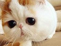 门户网站-外贸综合服务