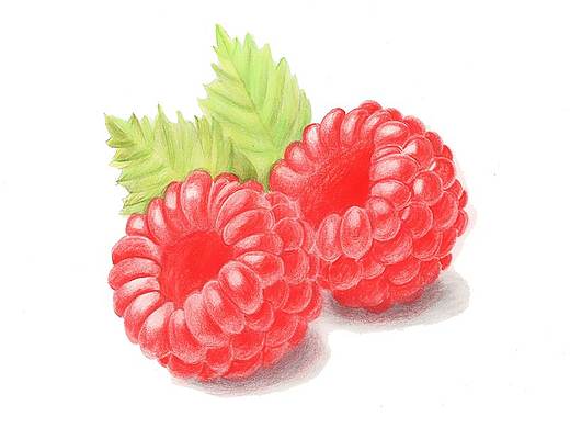 【驴大萌彩铅教程192】手绘浆果 树莓