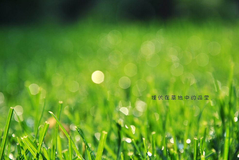 埋伏在草地中的晶瑩，（圖ZMTAwNzczMg==） - 風(fēng)光攝影 - 站酷設(shè)計師Only_two原創(chuàng)素材 - 站酷ZCOOL