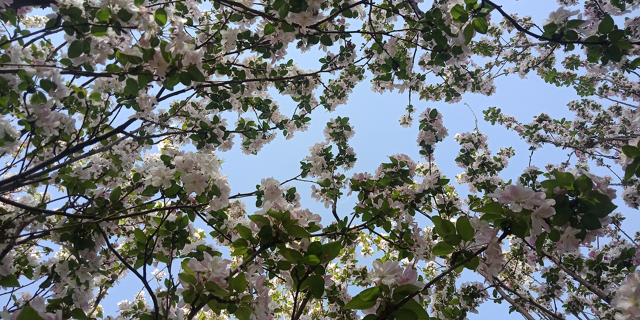 三四月春上飞花