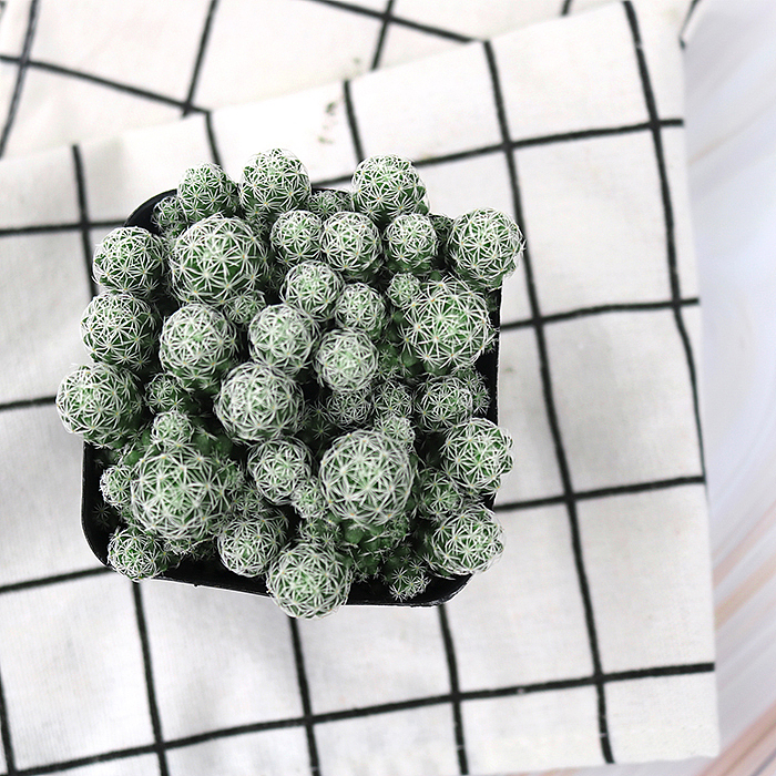 仙人掌-绿植-植物（图ZMTQyNzk1ODM2） - 产品摄影 - 站酷设计师糖少爷原创素材 - 站酷ZCOOL