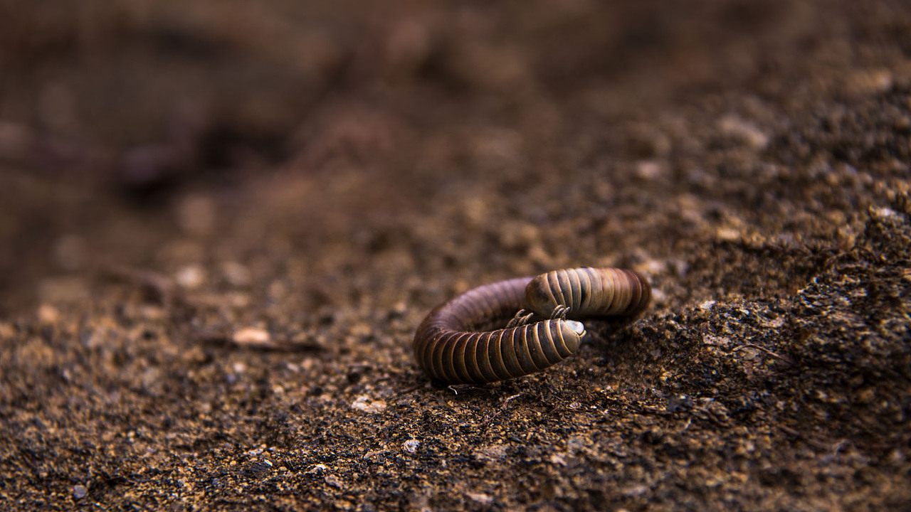 干枯的虫子