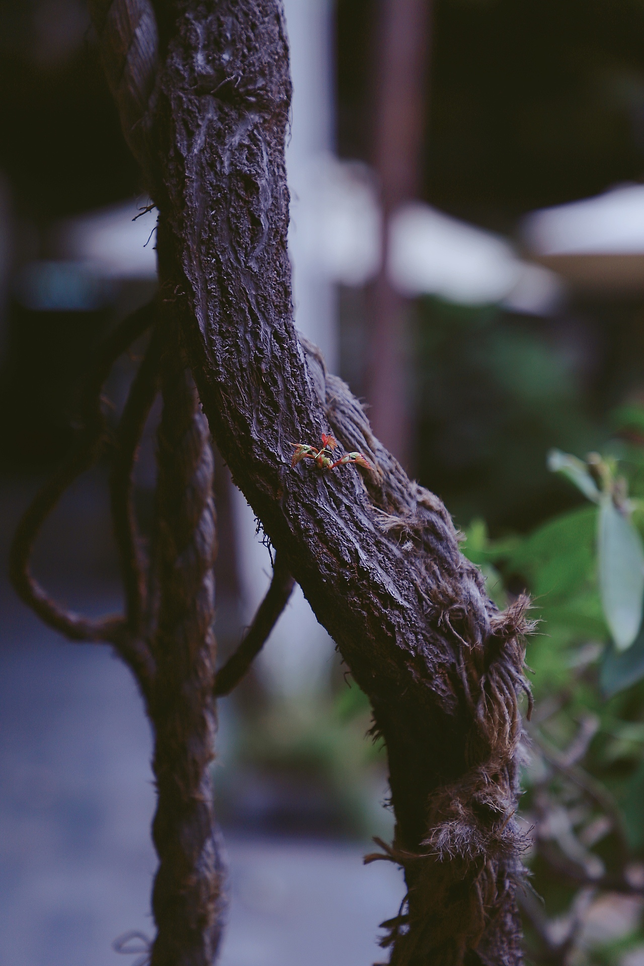 扫街（图ZMjY4NjIxNDk2） - 人文/纪实摄影 - 站酷设计师举起相机的小羊原创素材 - 站酷ZCOOL