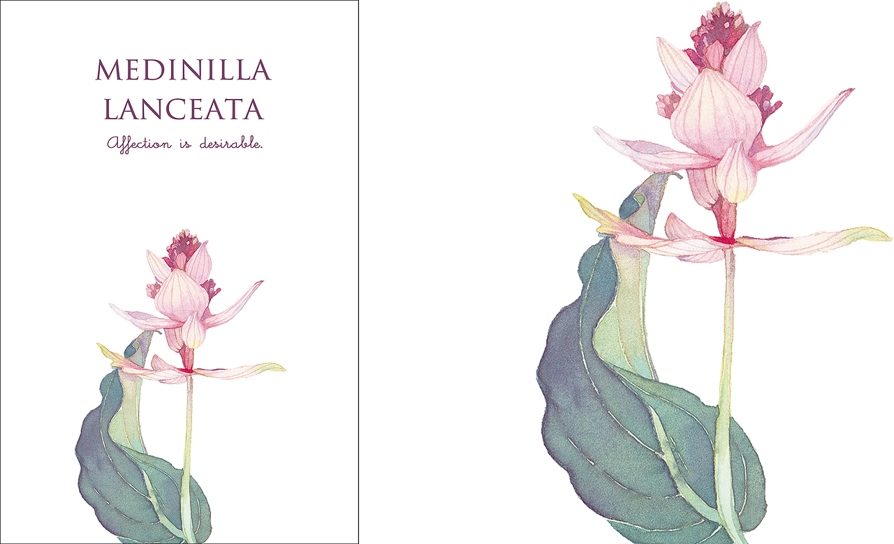 米拉贝尔花园（图ZMTE0OTA0NTky） - 商业插画 - 站酷设计师邬葱原创素材 - 站酷ZCOOL