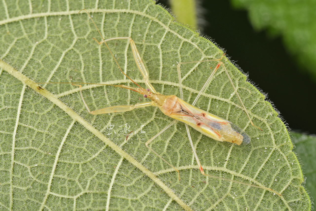 林间杀手——姬蝽
